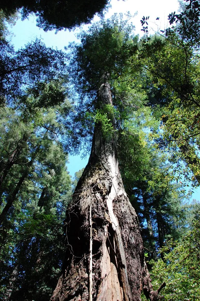 Armstrong Redwoods State Natural Reserve