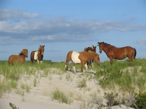 Assateague Island