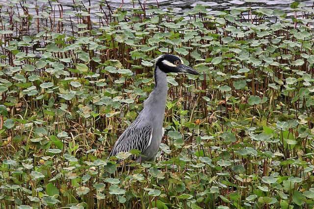 Brazos Bend State Park