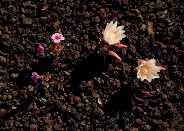 Craters of the Moon National Monument