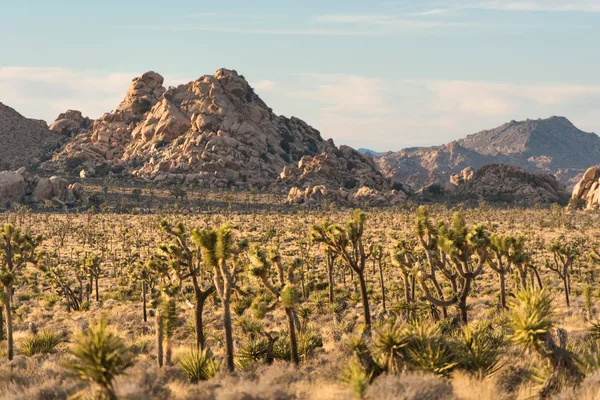 Joshua Tree National Park