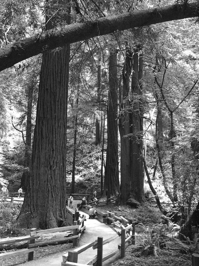 Muir Woods National Monument